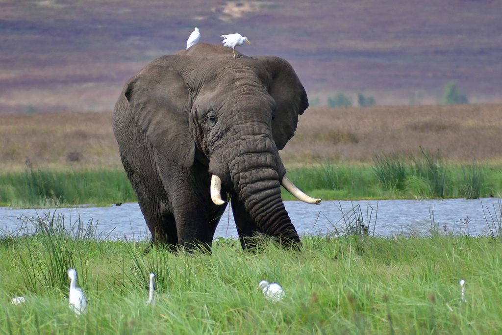 Ngorongoro Crater
